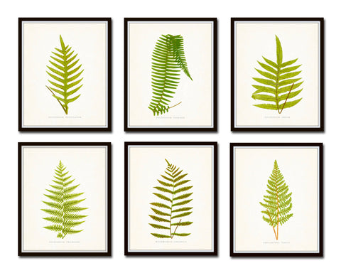 Vintage Ferns Print Set No. 2 - Botanical Prints