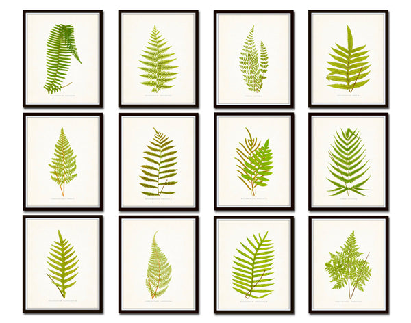 Vintage Ferns Print Set No. 3 - Gallery Wall Art