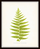 Vintage Ferns Print Set No. 2 - Botanical Prints