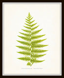 Vintage Ferns Print Set No. 3 - Gallery Wall Art