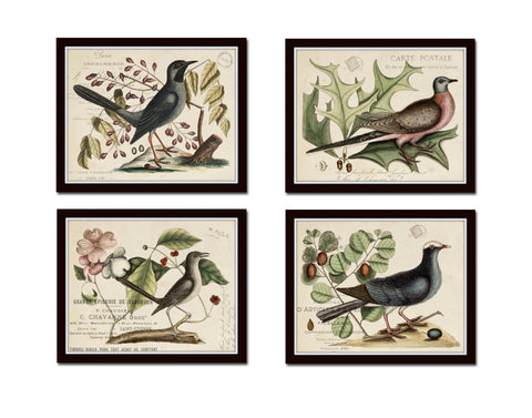 Vintage Bird and Botanical Print Set No. 7