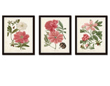 Pink Peony Botanical Print Set