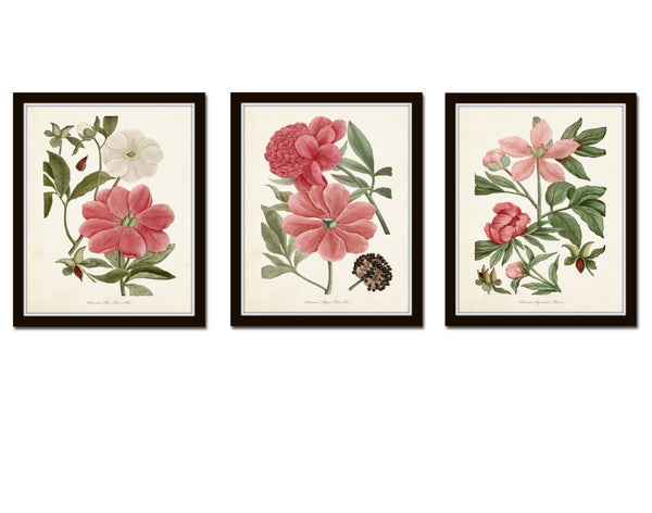 Pink Peony Botanical Print Set