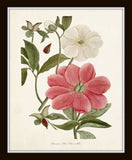Pink Peony Botanical Print Set