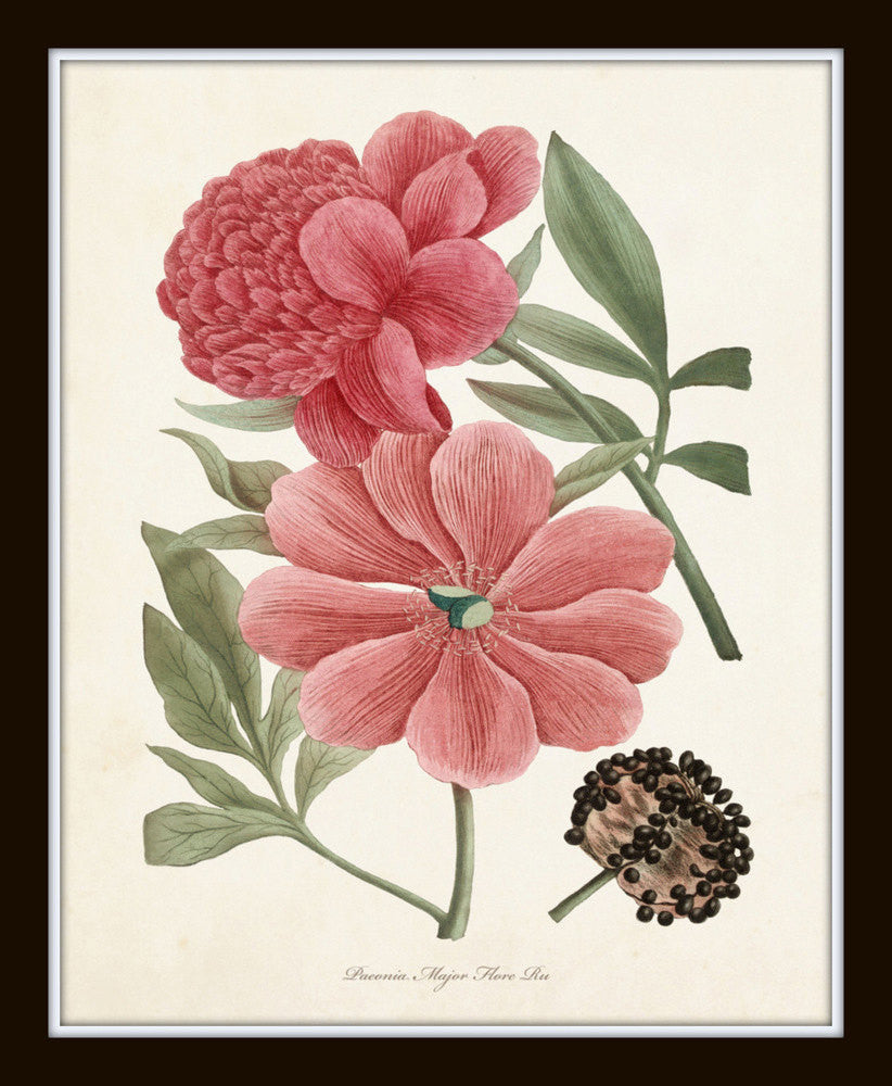 Pink Peony Botanical Print Set – BelleBotanica