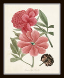 Pink Peony Botanical Print Set
