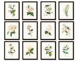 Bird and Botanical Print Set No. 10 - Redoute & Audubon Prints