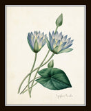 Redoute Blue Botanical Print Set