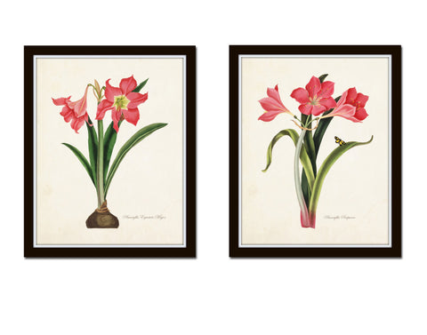Amaryllis Botanical Print Set