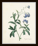 Redoute Blue Botanical Print Set