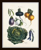 French Vegetable Botanical Print Set No. 8