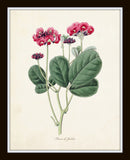 Fleurs de Jardin Print Set No. 20