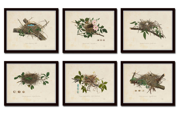 Vintage Bird Nests Print Set No. 1