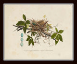 Vintage Bird Nests Print Set No. 1