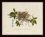 Vintage Bird Nests Print Set No. 2