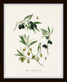 Antique Olive Print Set No. 1
