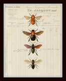 French Insect Study Print Set No. 2