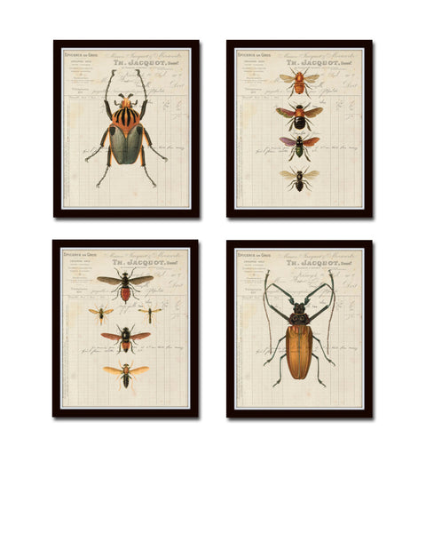 French Insect Study Print Set No. 2