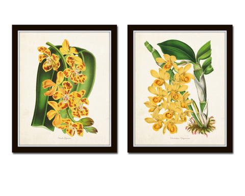 Yellow Orchid Print Set No. 1