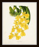 Yellow Orchid Print Set No. 2