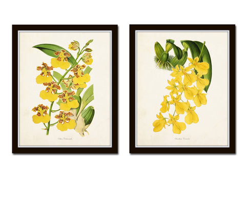 Yellow Orchid Print Set No. 2