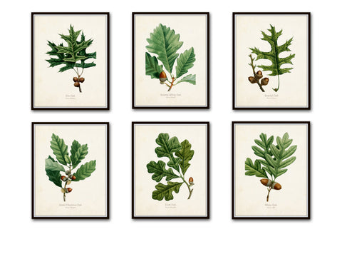 Oak Leaf Botanical Print Set No. 3