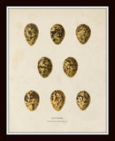 Bird Eggs Print Set No. 2