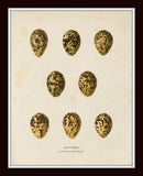 Bird Eggs Print Set No. 2