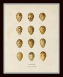 Bird Eggs Print Set No. 2