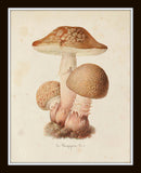 Mushroom Vegetable Art Print Set No. 2