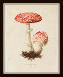 Mushroom Vegetable Art Print Set No. 3