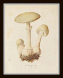 Mushroom Vegetable Art Print Set No. 3