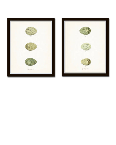 Vintage Egg Study Print Set