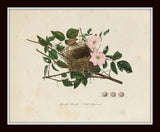 Vintage Bird Nests Print Set No. 1