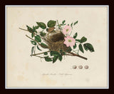 Vintage Bird Nests Print Set No. 2