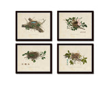 Vintage Bird Nests Print Set No. 2