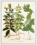 Herbs de Menthol No. 1- Botanical Herb Print