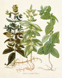 Herbs de Menthol No. 1- Botanical Herb Print