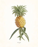 Vintage Tropical Pineapple - Botanical Print