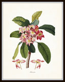 Vintage Tropical Plumeria - Botanical Print