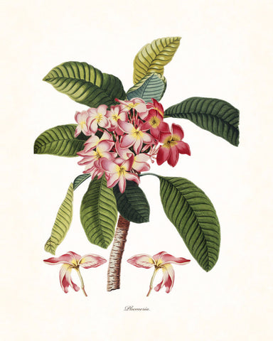 Vintage Tropical Plumeria - Botanical Print