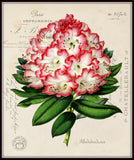 Rhododendron Collage Botanical Print No. 3