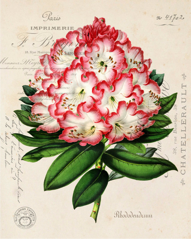 rhododendron drawing Rhododendron Collage Botanical Print No. 3