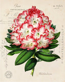 Rhododendron Collage Botanical Print No. 3