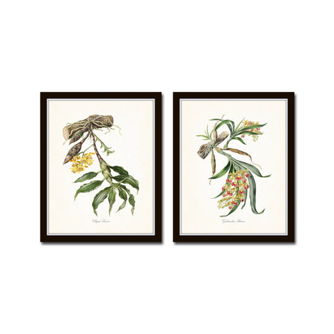Tropical Orchids Print Set