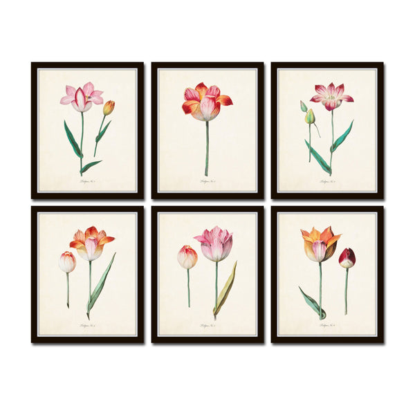 Tulip Print Set No. 1