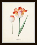 Tulip Print Set No. 1