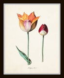 Tulip Print Set No. 1