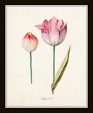 Tulip Print Set No. 1