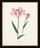 Tulip Print Set No. 1